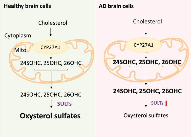 Oxysterols and Oxysterol Sulfates in Alzheimer’s Disease Brain and ...