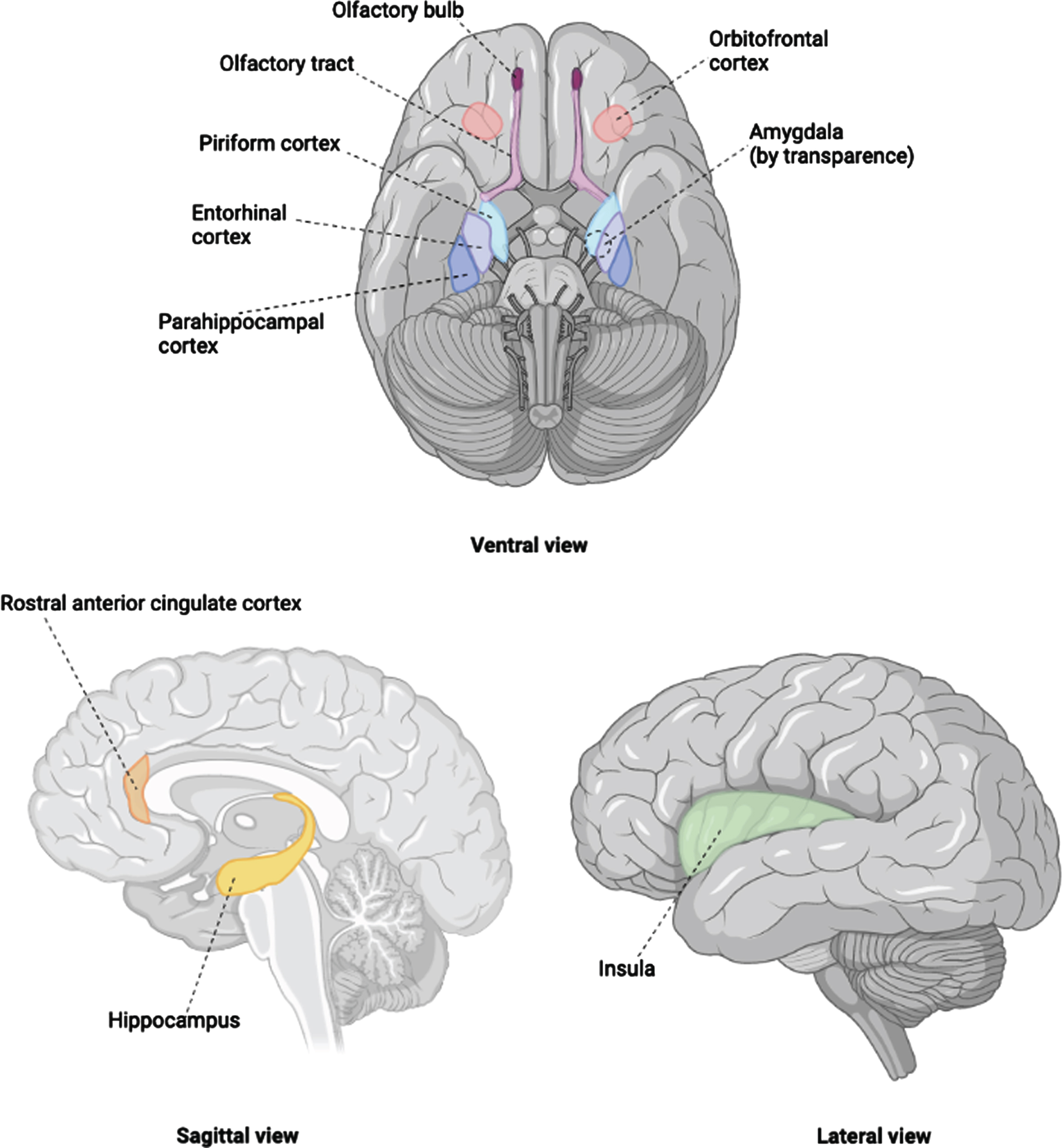 Olfactory Bulb Integrity in Frontotemporal Dementia and Alzheimer’s ...