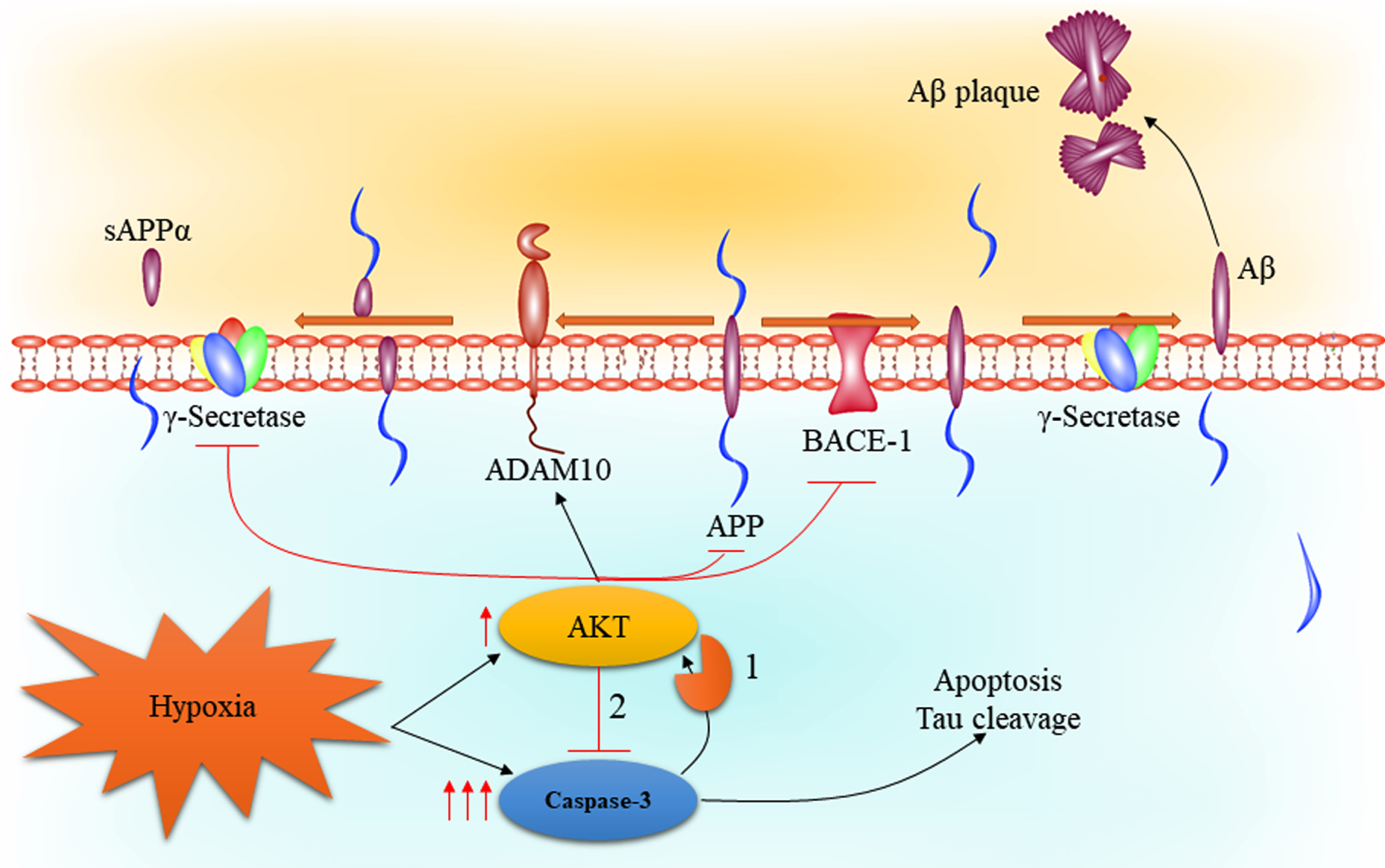 The PI3K/AKT Signaling Pathway and Caspase-3 in Alzheimer’s Disease ...