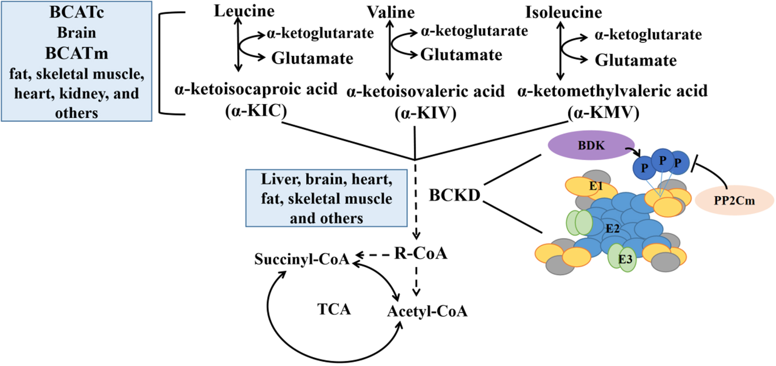 Insulin Resistance And Impaired Branched-Chain Amino Acid Metabolism In ...