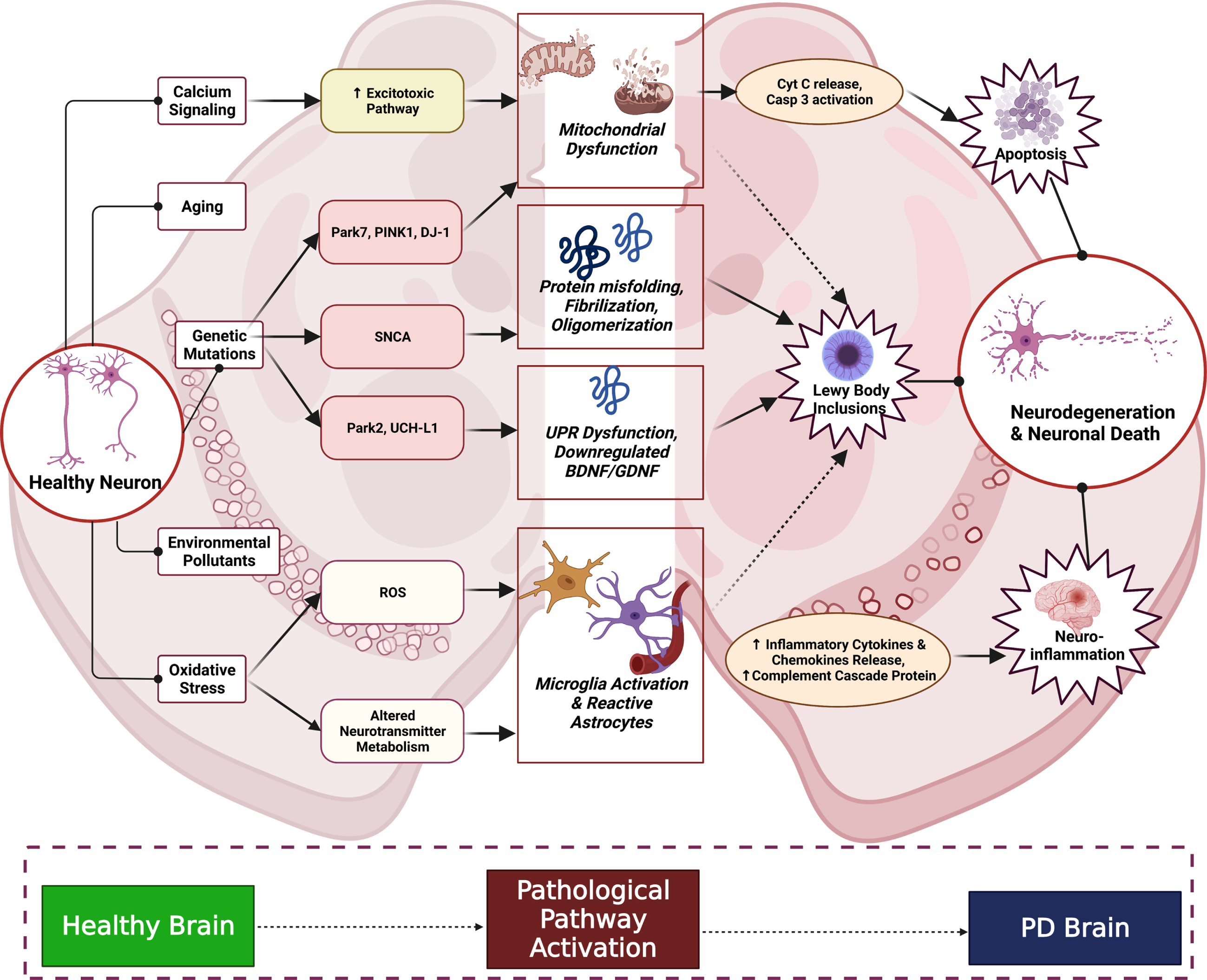 The specification and function of enteroendocrine cells in Drosophila and  mammals: a comparative review - Guo - 2022 - The FEBS Journal - Wiley  Online Library