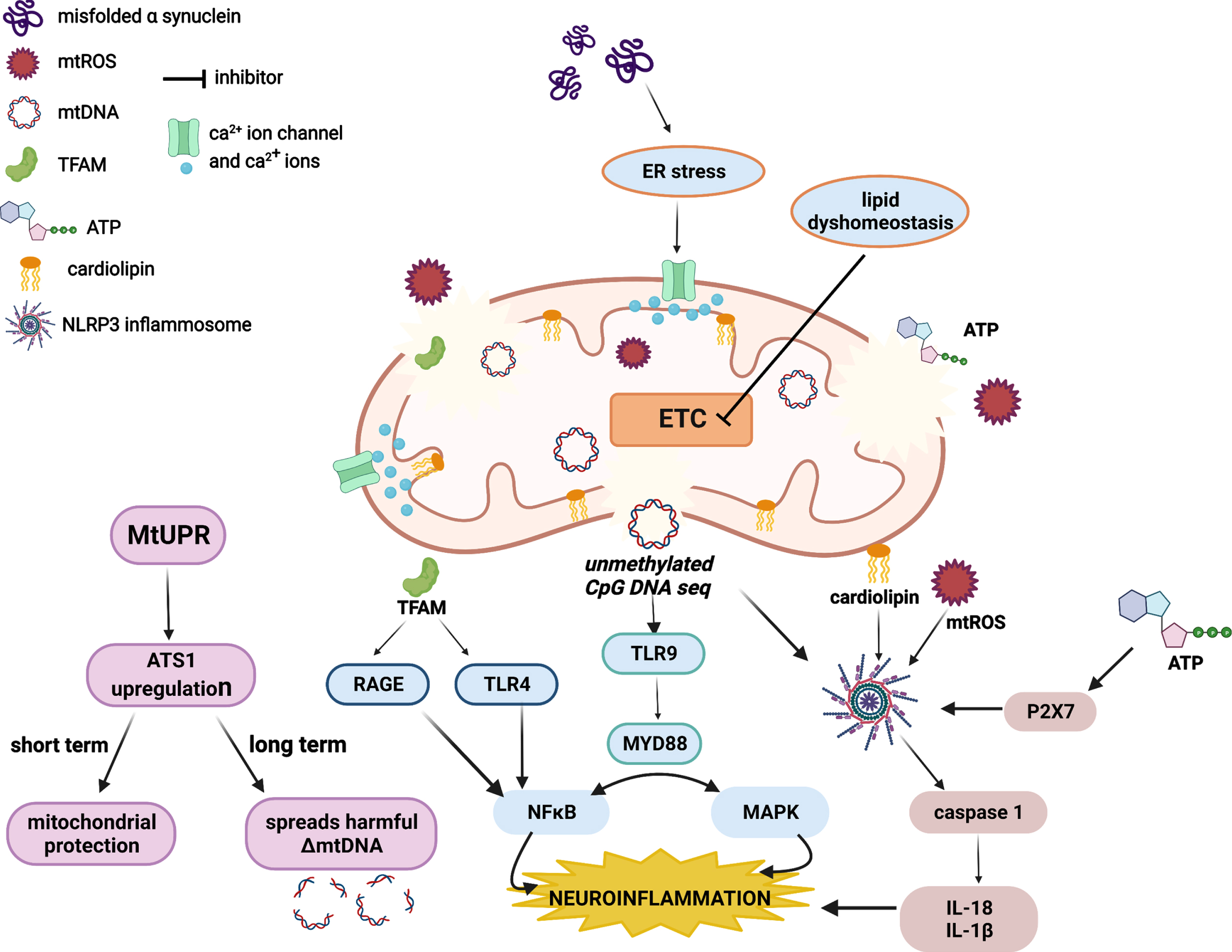 The specification and function of enteroendocrine cells in Drosophila and  mammals: a comparative review - Guo - 2022 - The FEBS Journal - Wiley  Online Library