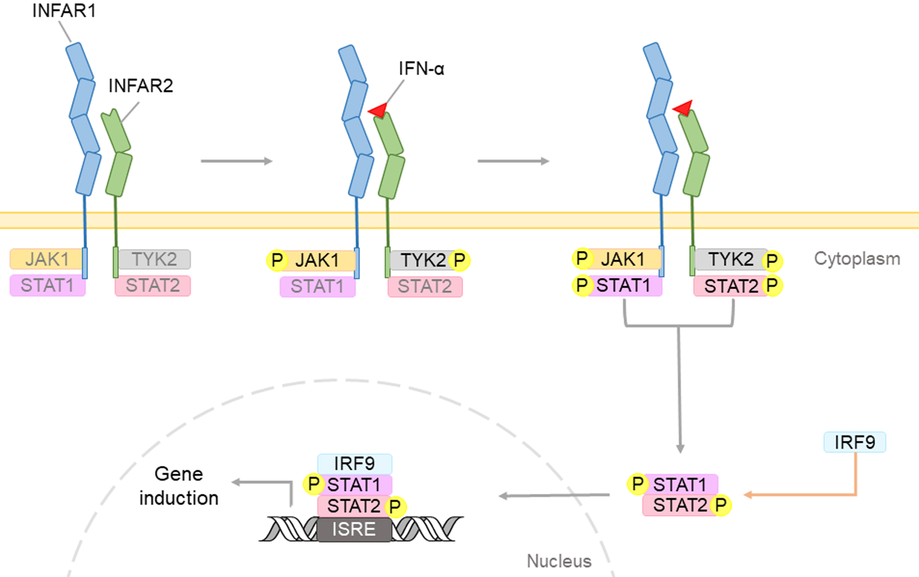 The Role of Interferon- α in Neurodegenerative Diseases: A Systematic ...