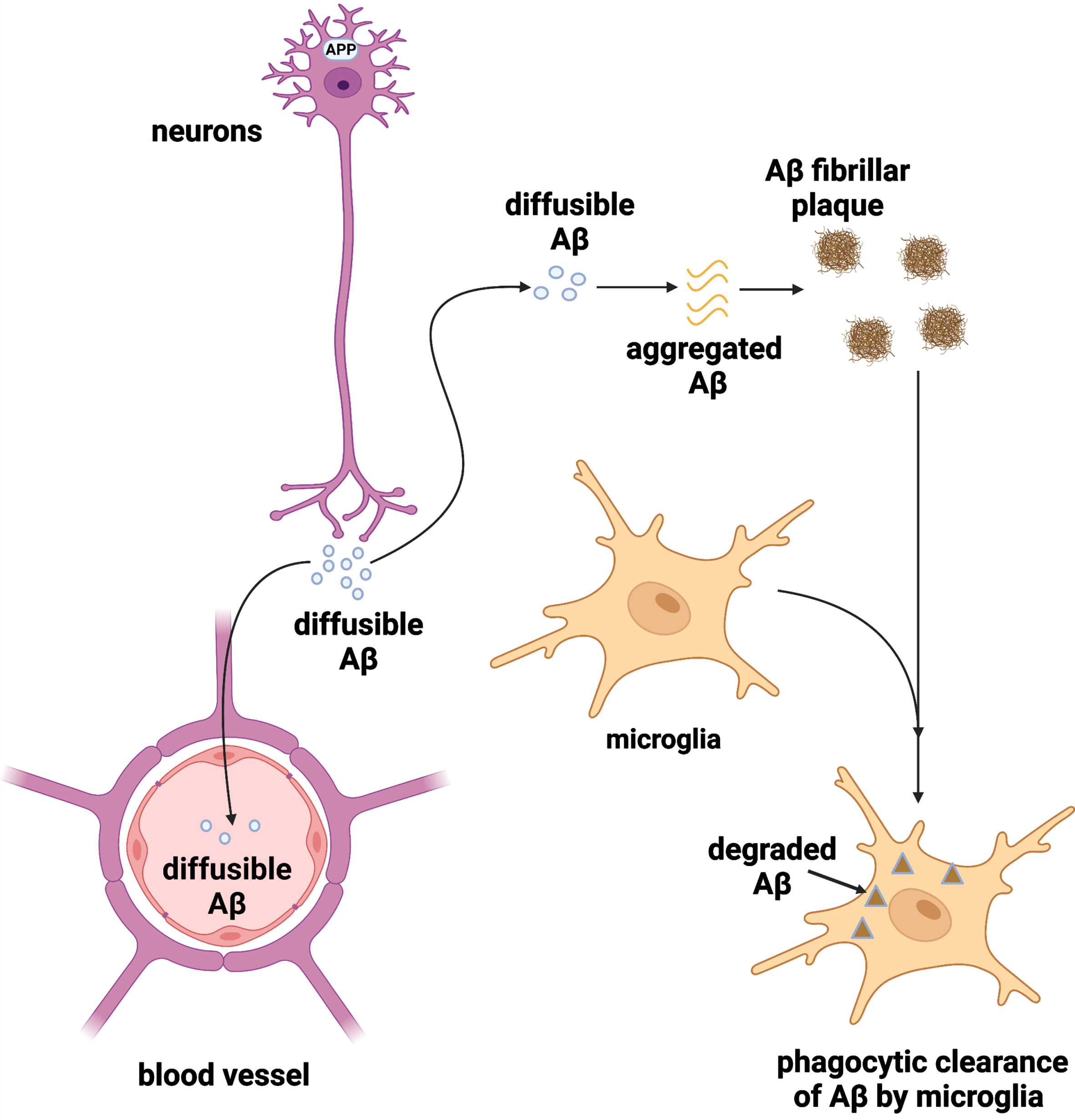 How Can We Use Mathematical Modeling of Amyloid-β in Alzheimer’s ...