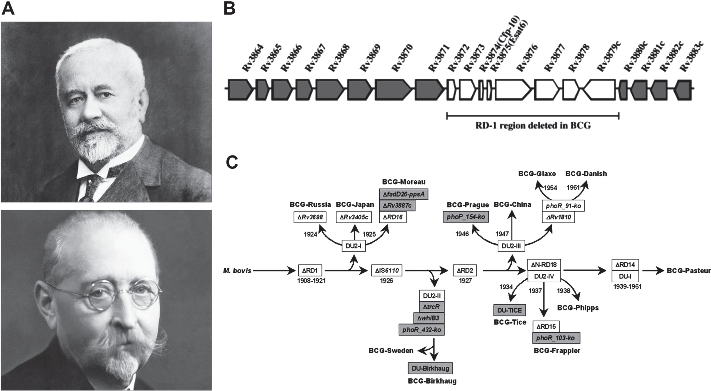 Vaccines and Dementia: Part I. Non-Specific Immune Boosting with BCG:  History, Ligands, and Receptors - IOS Press