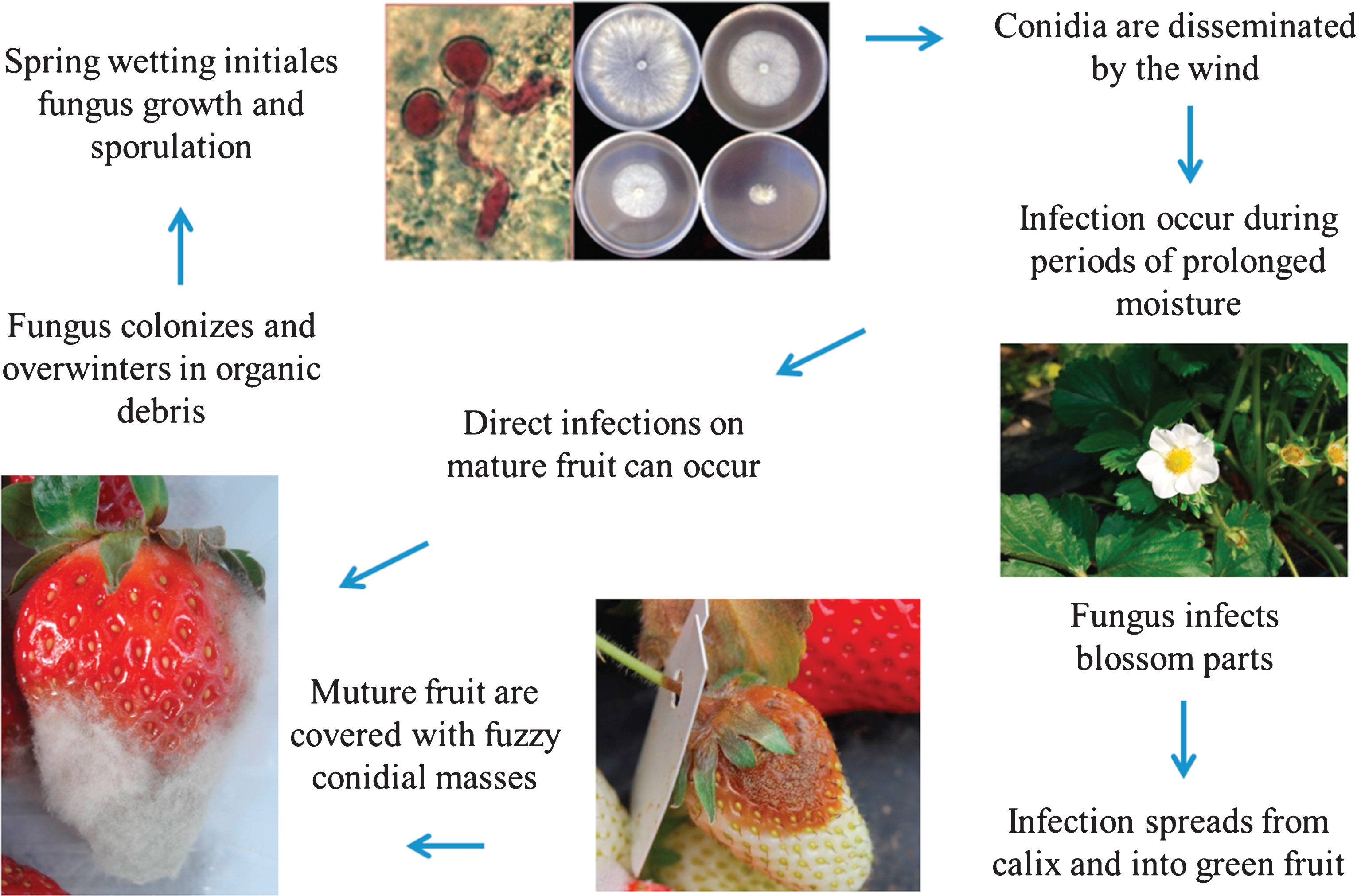 A Treatise on Botrytis Diseases of Strawberry and Caneberry