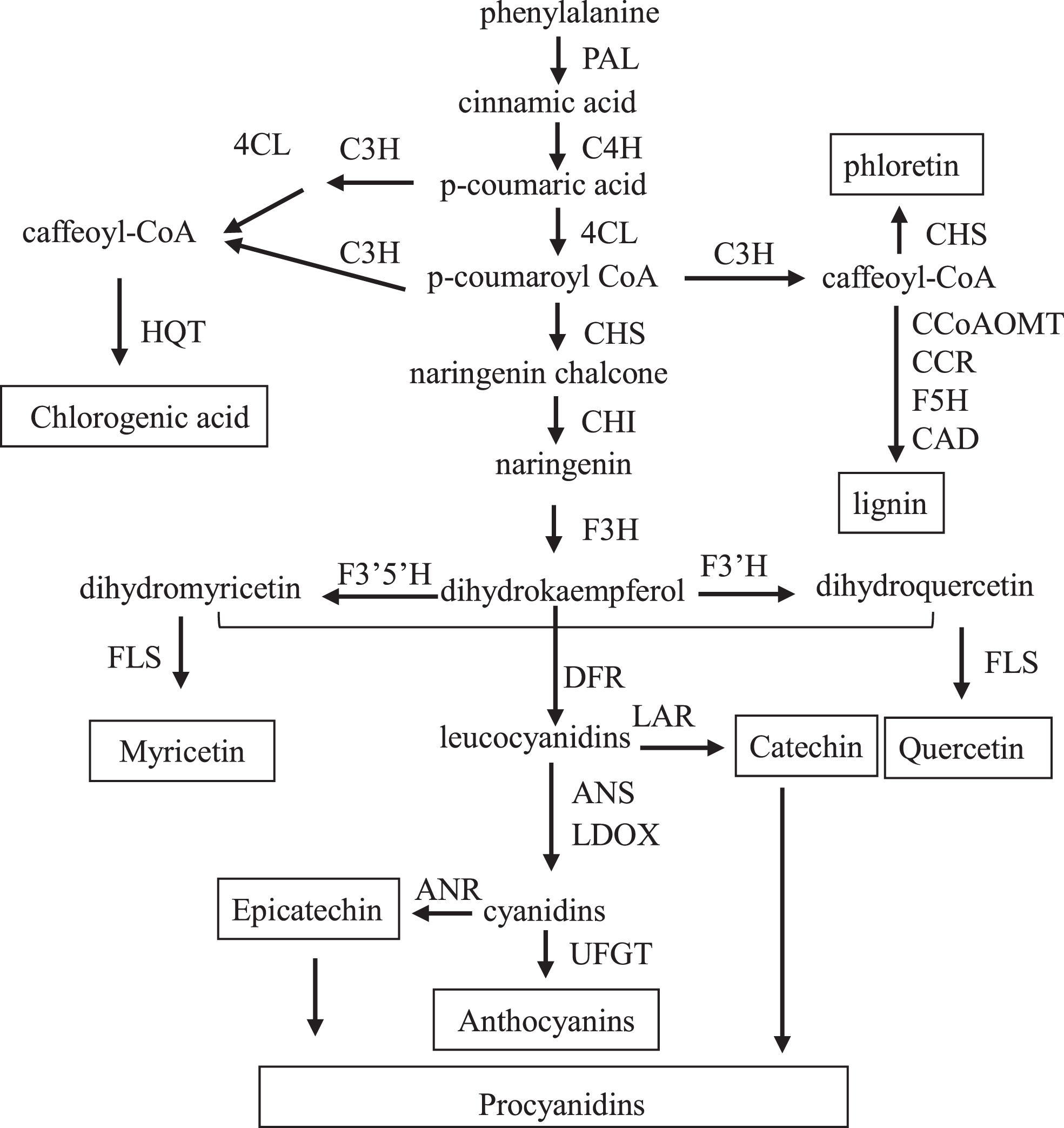 Key genes for phenylpropanoid metabolite biosynthesis during half ...