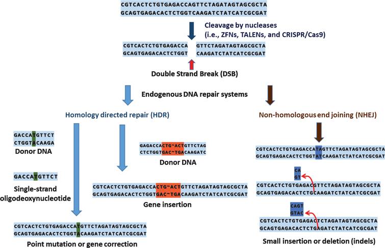 Cut and paste the genome: Genome editing for research and therapy - IOS ...