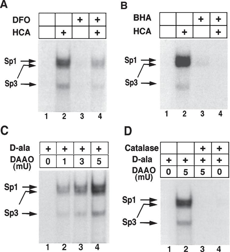 Increases in Sp1 and Sp3 DNA binding induced by the glutamate analog HCA are inhibited by antioxidants. Sp1 and Sp3 DNA binding in cortical neurons are activated by hydrogen peroxide. Induction of Sp1 and Sp3 DNA binding by HCA-induced glutathione depletion (4 hr) is decreased by the antioxidant iron chelator DFO (100 μm; A) and the lipid peroxidation inhibitor BHA (10 μm; B). C, Addition of exogenous peroxide, generated by the enzyme DAAO and its substrate d-ala (20 mm) for 4 hr increases Sp1 and Sp3 DNA binding in a concentration-dependent manner in cortical neurons. The induction is observed despite no morphological or biochemical evidence of cell death in cortical neurons. D, Addition of catalase abrogates Sp1 and Sp3 DNA binding induced by d-ala (20 mm) and DAAO (5 mU). Examples are representative of three to five independent experiments. (With permission from J. Neurosci.).