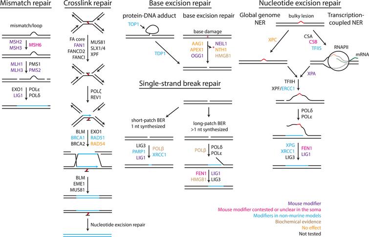 Modifiers of CAG/CTG Repeat Instability: Insights from Mammalian Models ...