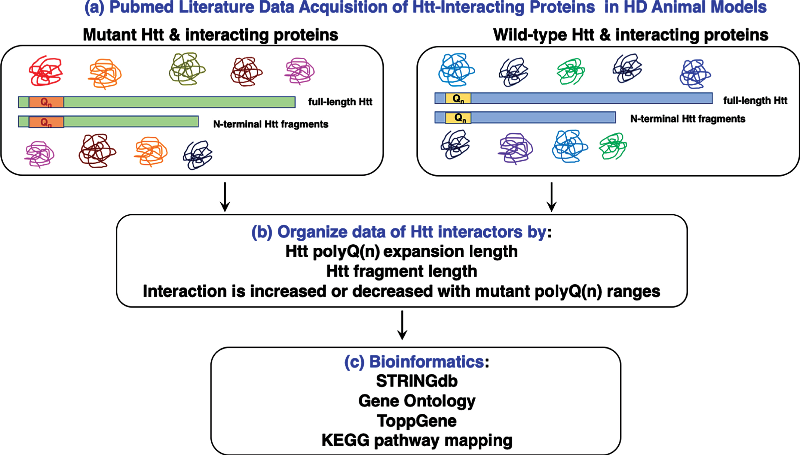 Mutant Huntingtin Protein Interaction Map Implicates Dysregulation Of Multiple Cellular Pathways