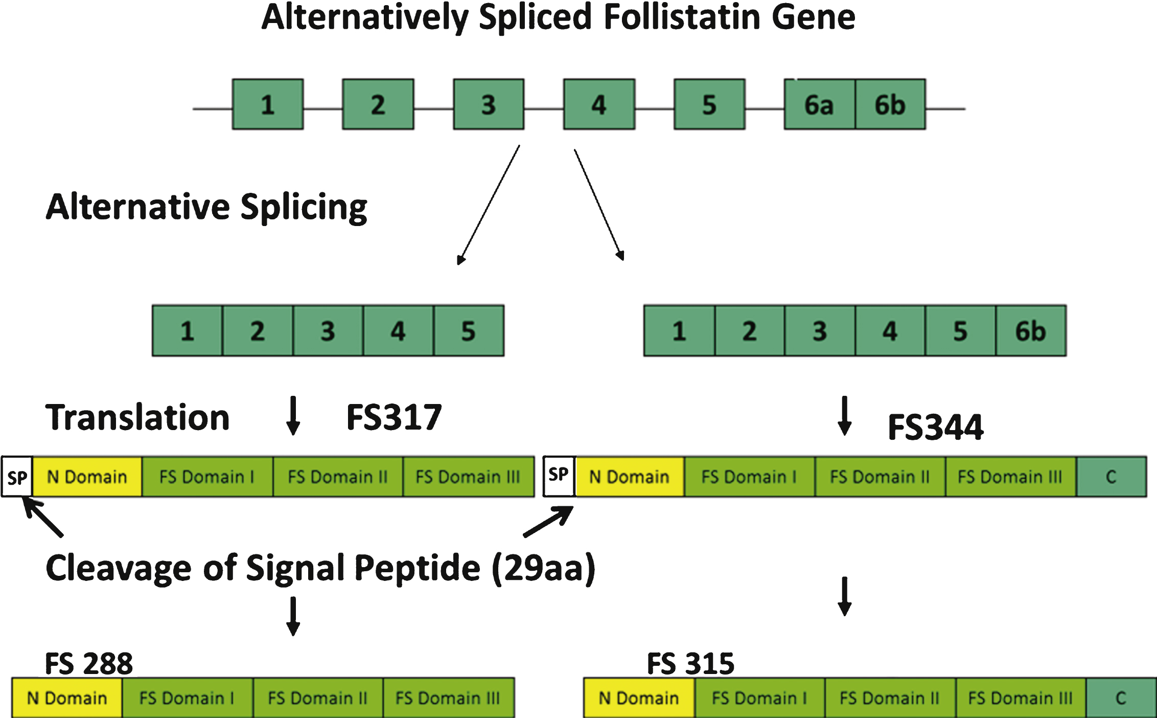 Follistatin Gene Therapy Improves Ambulation In Becker Muscular ...