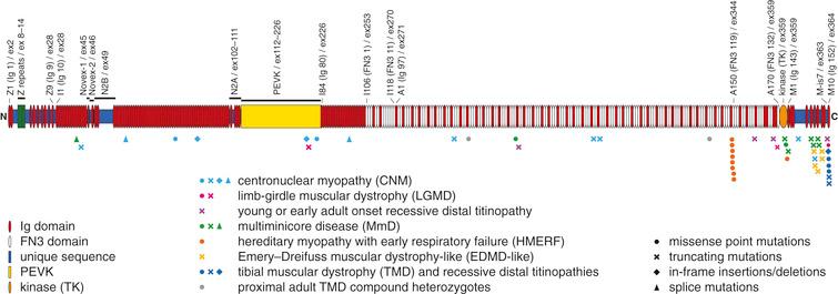 Increasing Role Of Titin Mutations In Neuromuscular - 