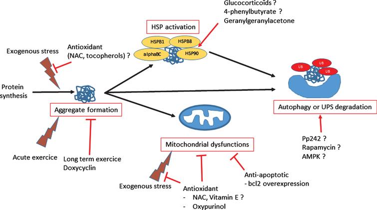 Myofibrillar Myopathies: New Perspectives from Animal Models to ...