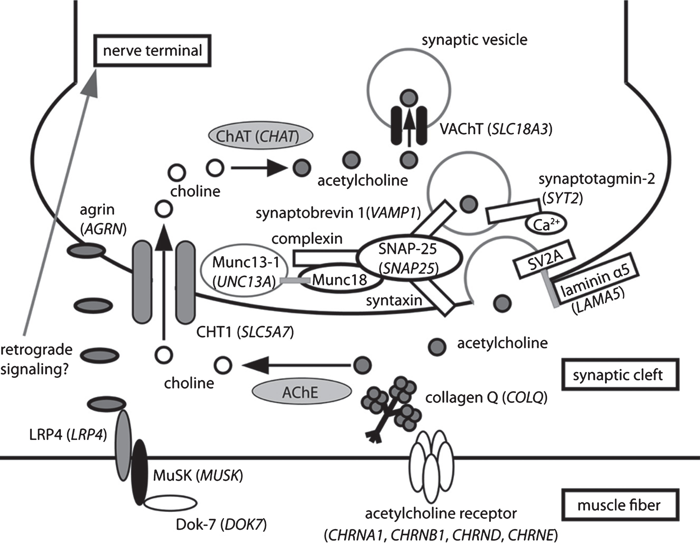 Congenital Myasthenic Syndromes or Inherited Disorders of Neuromuscular ...