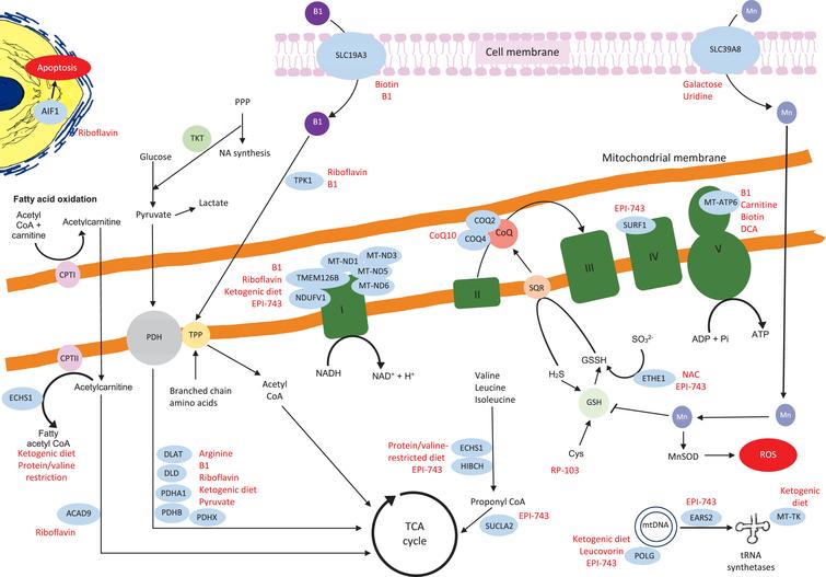 Targeted Therapies for Leigh Syndrome: Systematic Review and Steps ...