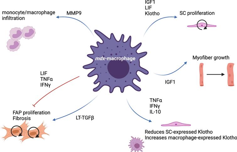 Macrophages in Skeletal Muscle Dystrophies, An Entangled Partner - IOS ...