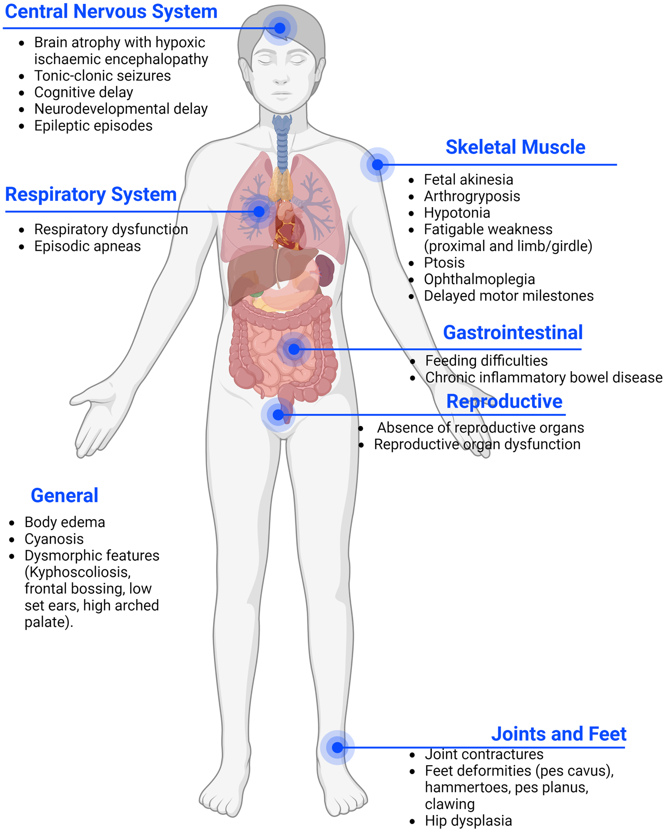 Presynaptic Congenital Myasthenic Syndromes: Understanding Clinical ...