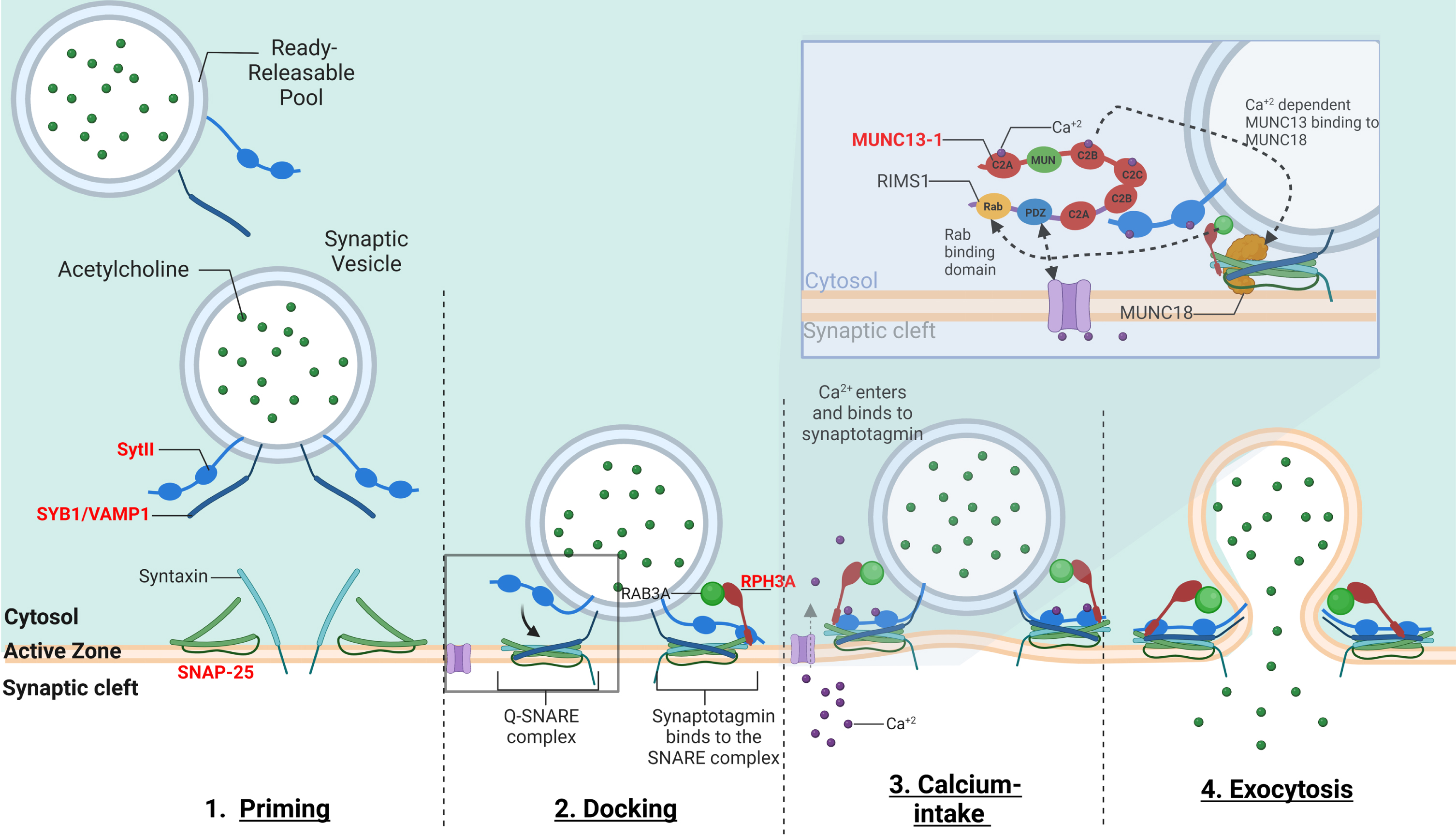 Presynaptic Congenital Myasthenic Syndromes: Understanding Clinical ...