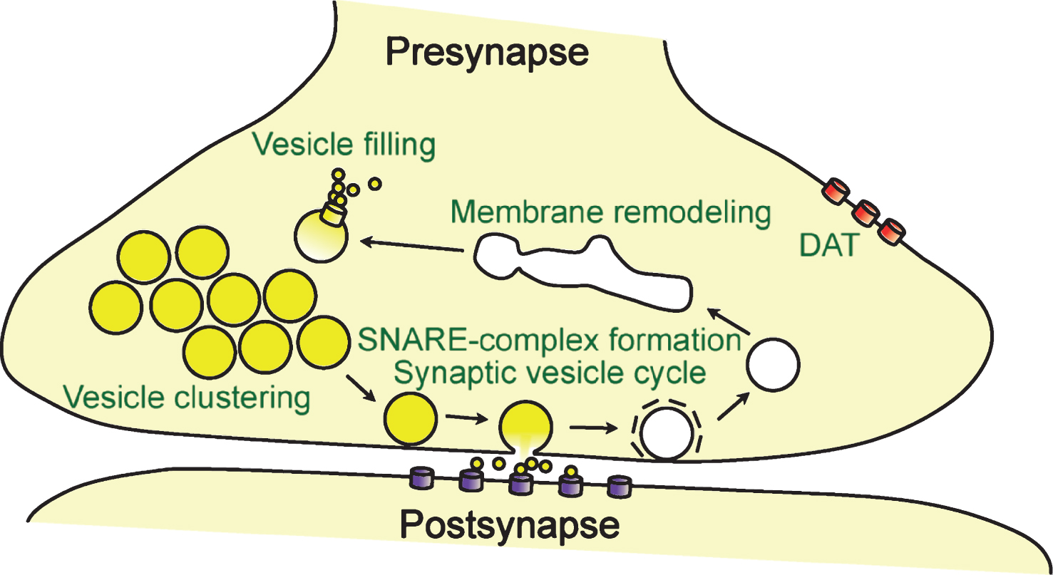 The Synaptic Function Of α-Synuclein - IOS Press