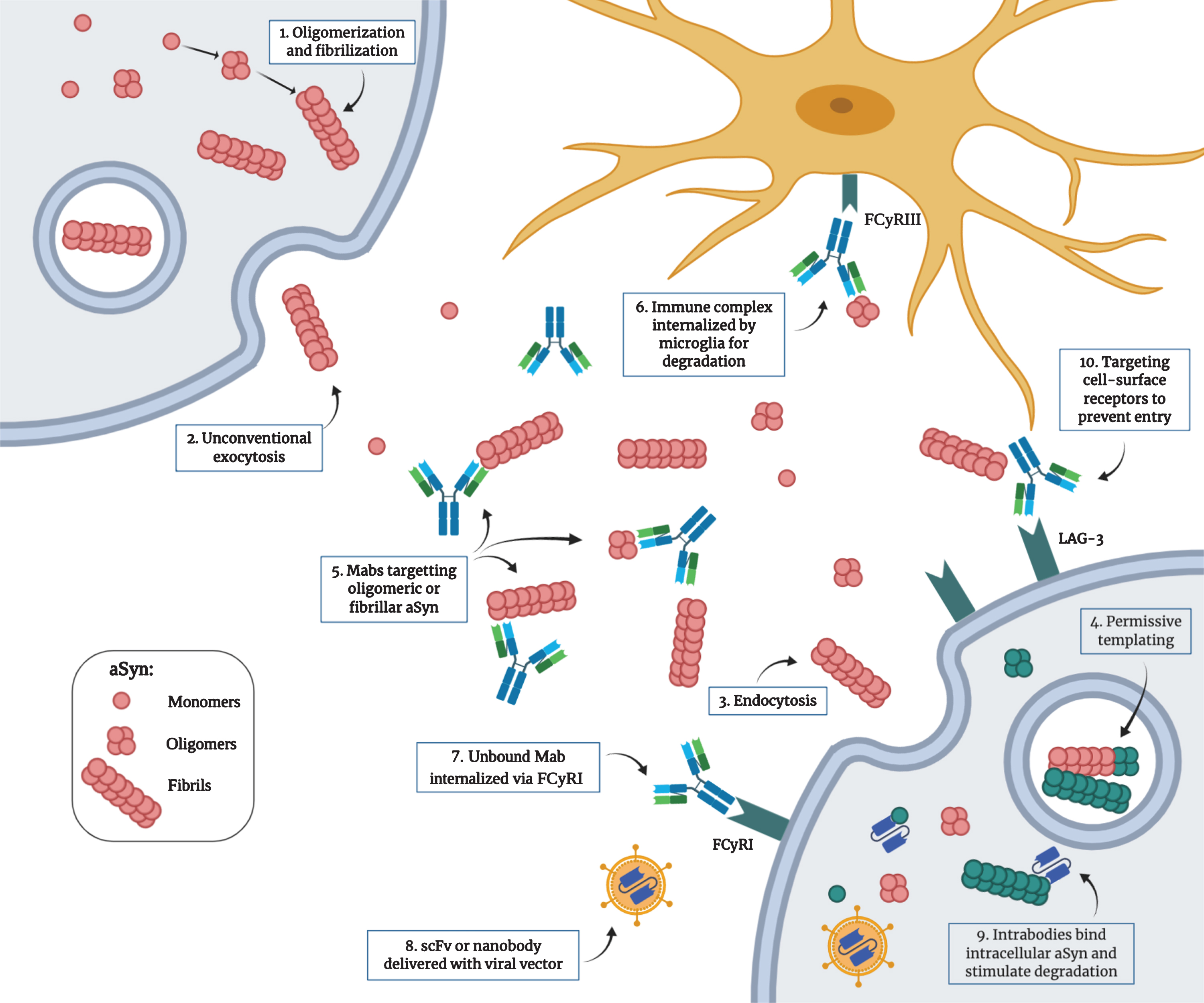 Treating Parkinson’s Disease with Antibodies: Previous Studies and ...