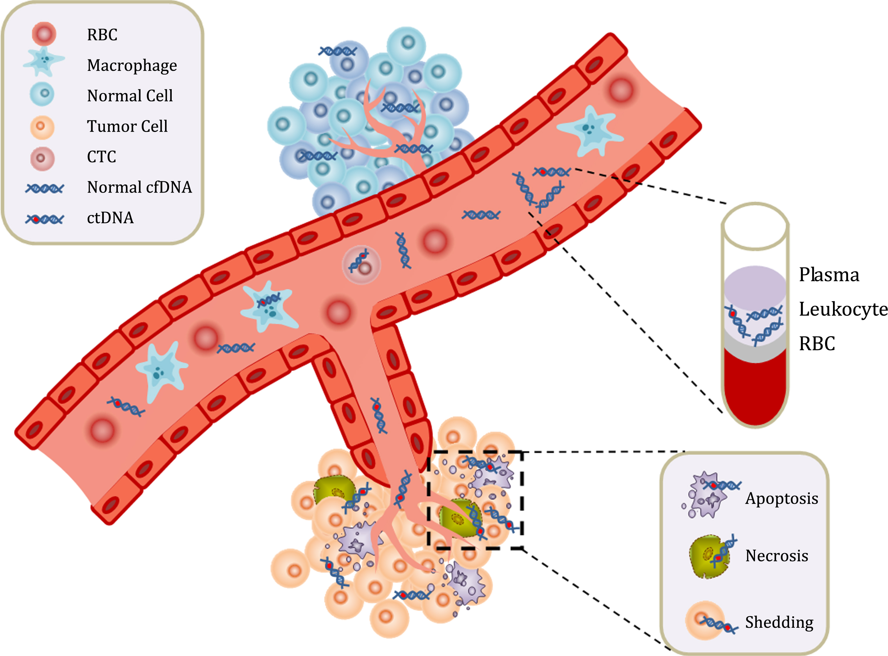 Cell-free Circulating Tumor DNA (ctDNA) In Metastatic Renal Cell ...