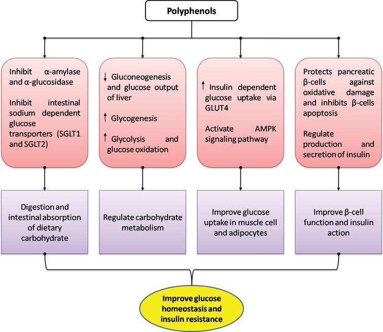 Epigenetic regulation by polyphenols in diabetes and related ...