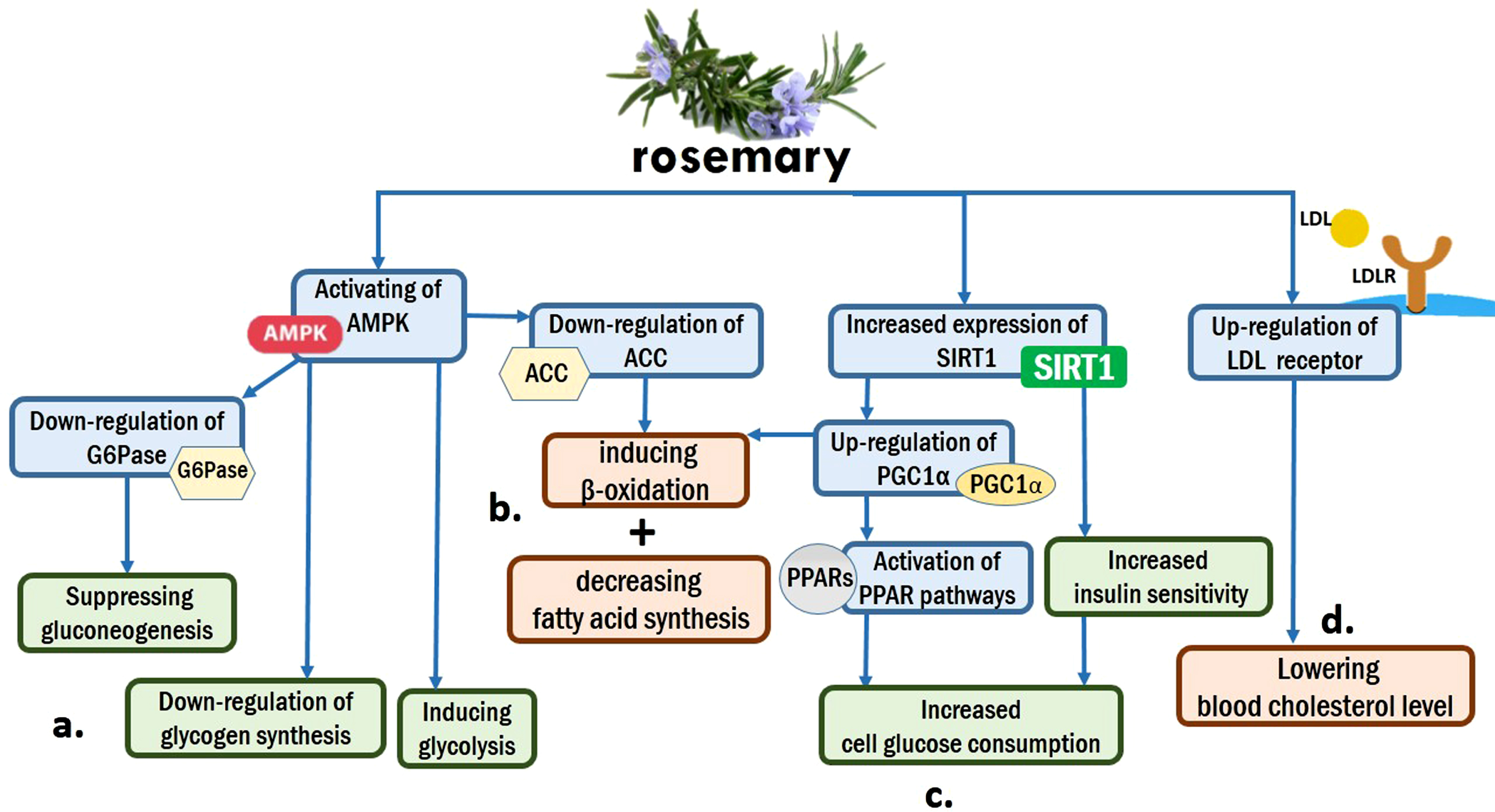 THE BENEFITS, USES, AND HISTORY OF ROSEMARY OIL & THE ROSEMARY PLA