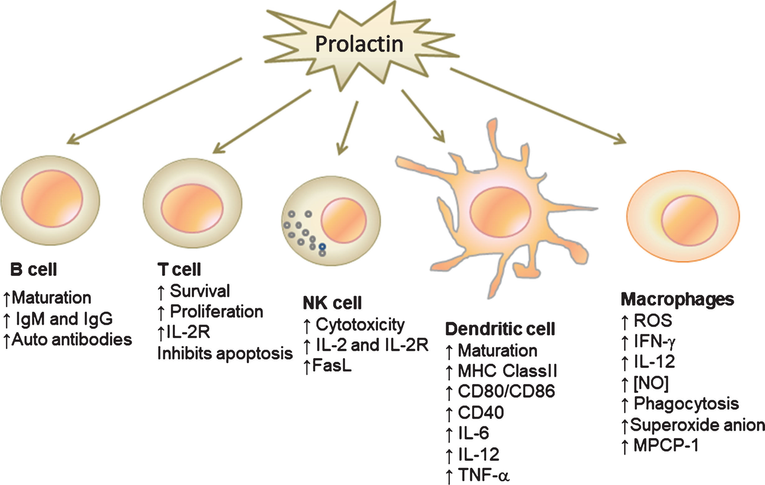 The Influence Of Prolactin On The Immune Response To Parasitic Diseases ...