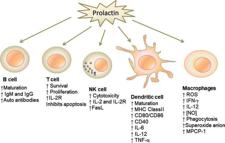 The Influence of Prolactin on the Immune Response to Parasitic Diseases ...