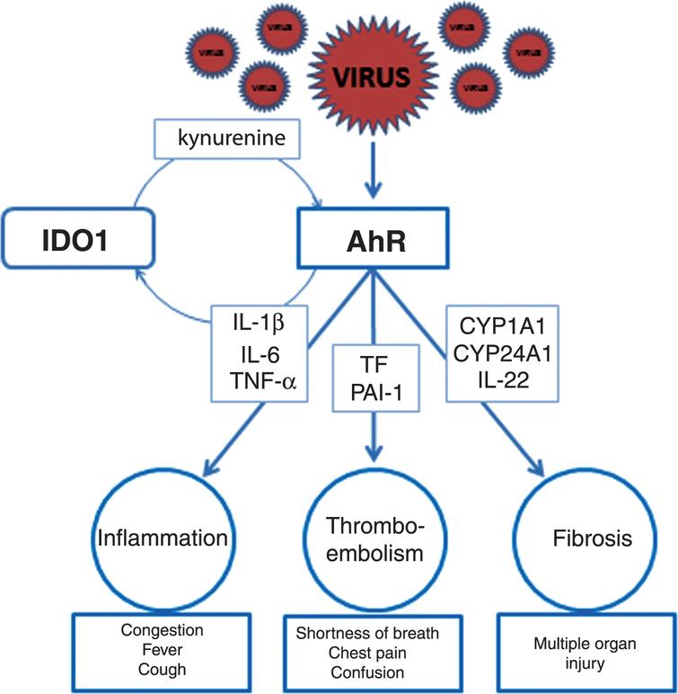 AhR and IDO1 in pathogenesis of Covid-19 and the “Systemic AhR ...