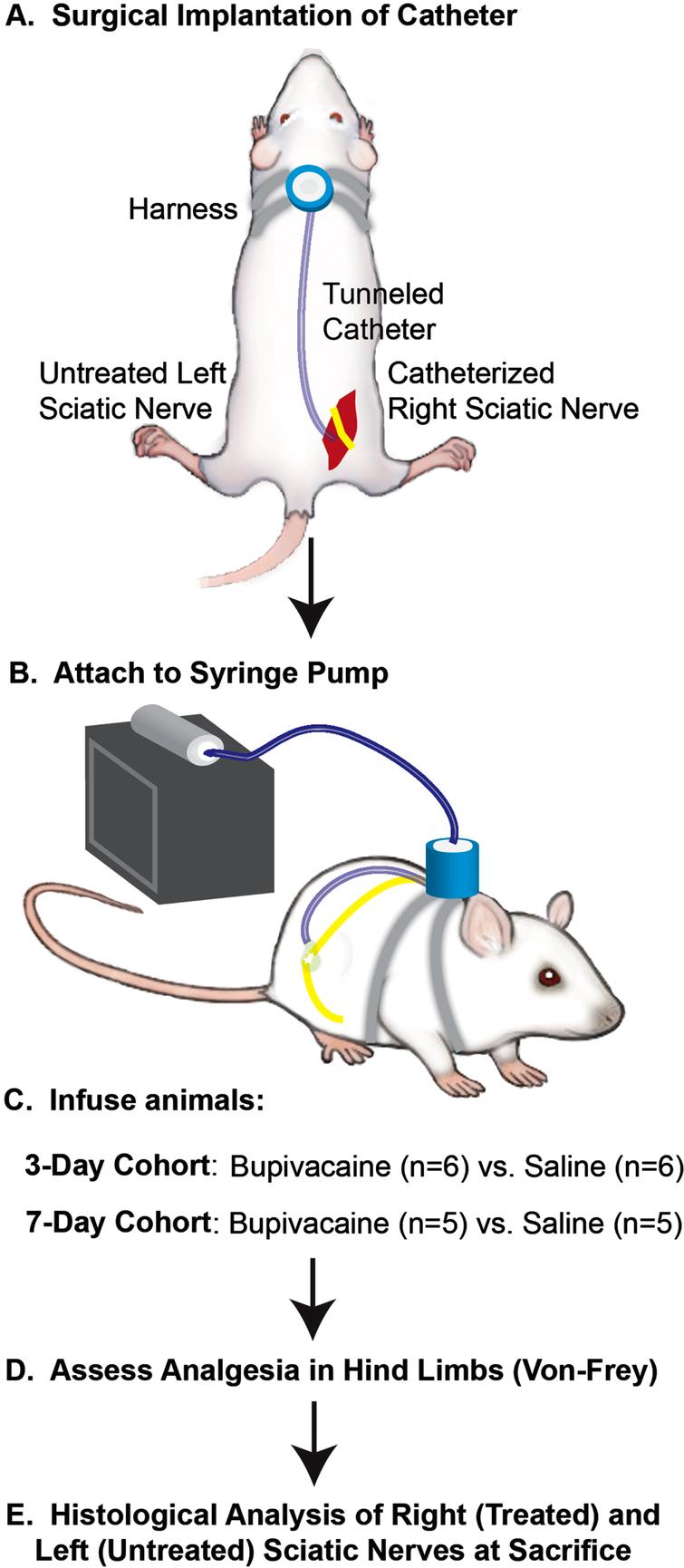 Effects of prolonged peri-neural bupivacaine infusion in rat sciatic ...