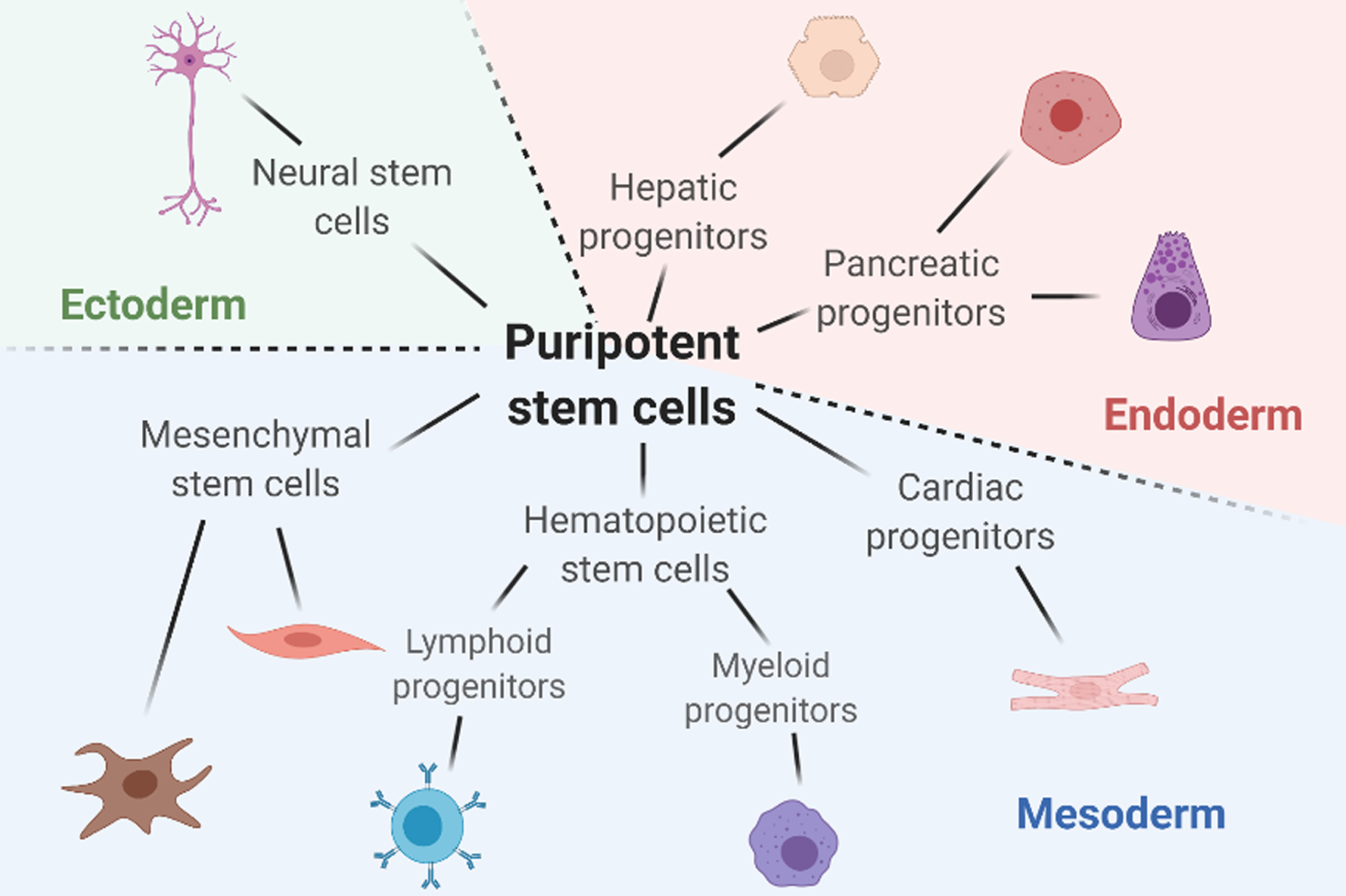 Transdifferentiation Meets Next-generation Biotechnologies - IOS Press