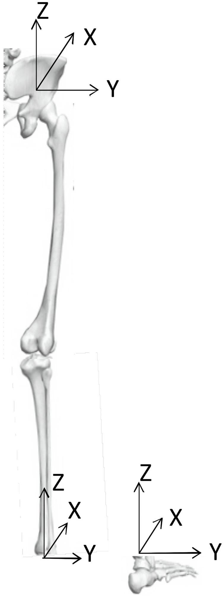 Lower extremity kinematics during forward heel-slip - IOS Press