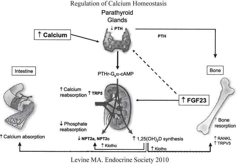 Genetic Disorders Of Calcium Phosphorus And Bone