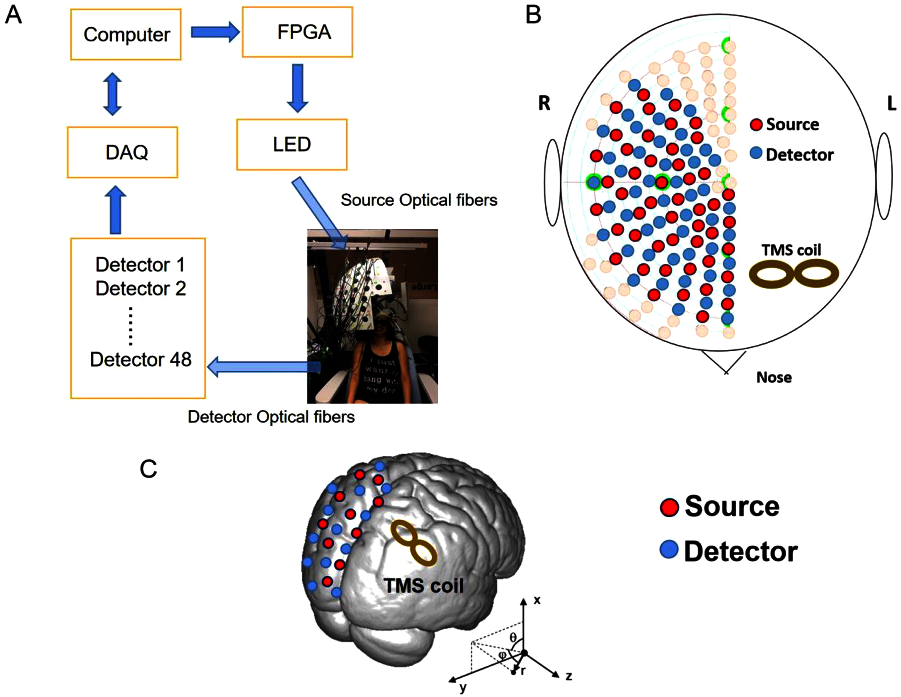 AI-integrated multiplexed optical fiber sensor for dynamic brain