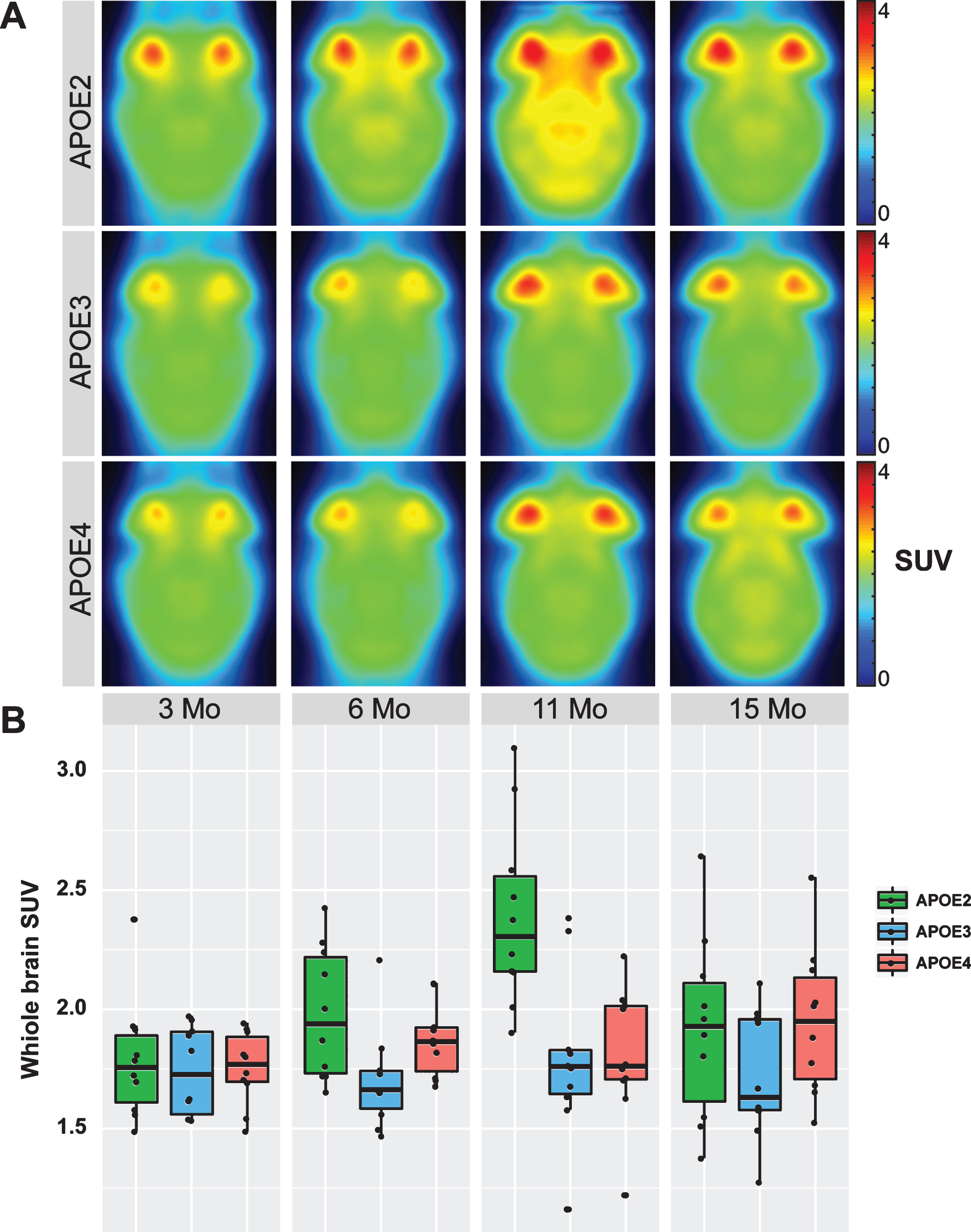 Average horizontal SUV PET images of [18F]FDG uptake in 3, 6, 11, and 15 months old APOE2/3/4 TR mice (A). Bright red spots in each PET image correspond to the Harderian glands. Quantification of the whole brain SUV (B). Boxplots show median and the 25th and 75th percentiles; upper and lower whisker extends±1.5 times the inter-quartile range. Raw data points are plotted superimposed to the boxplot