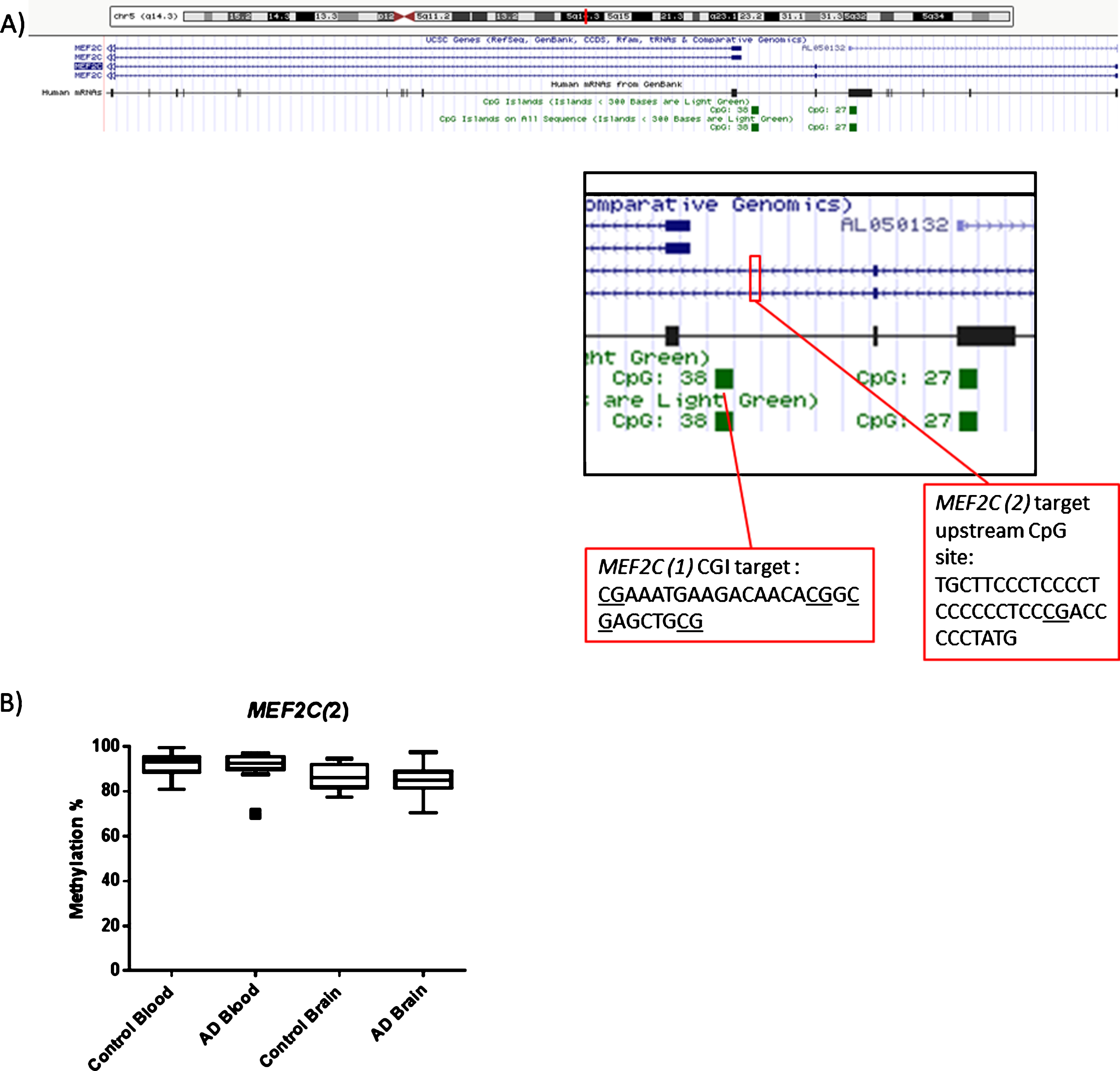(A) Diagram showing the location of MEF2C(1) and MEF2C(2) targets within the MEF2C gene. (B) In terms of the second region of MEF2C investigated no obvious collective group wide differences between Control and AD at this CpG site were observed. Box plots shows median with 25th and 75th percentile as edges, the whiskers extend to the first quartile minus the interquatile range multiplied by 1.5 and up to the third quartile add the interquartile range time 1.5. Control blood n = 26, AD blood n = 25, Control brain n = 10, AD brain n = 14.