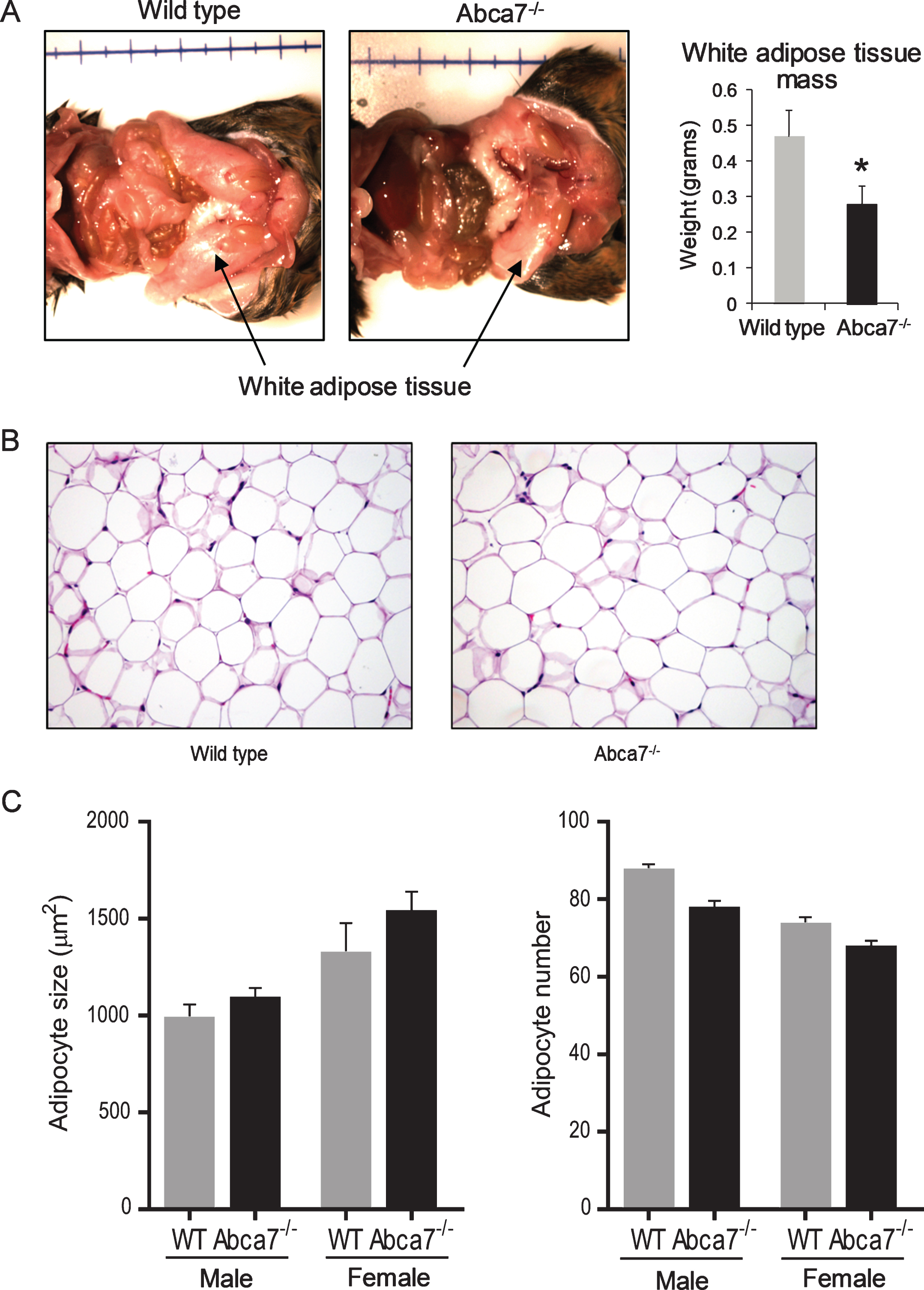 Deletion of ABCA7 causes a reduction in white adipose tissue (WAT) in female Abca7–/– mice. A) WAT mass is dramatically reduced in female Abca7–/– mice. Data represent mean (n = 13) and SE as error bars,  *p < 0.05. B) A representative H&E stained section of WAT from female wild type and Abca7–/– mice. C) No significant difference in adipocyte cell size or number between wild type and Abca7–/– mice. Data represent mean (n = 6) and SE as error bars.