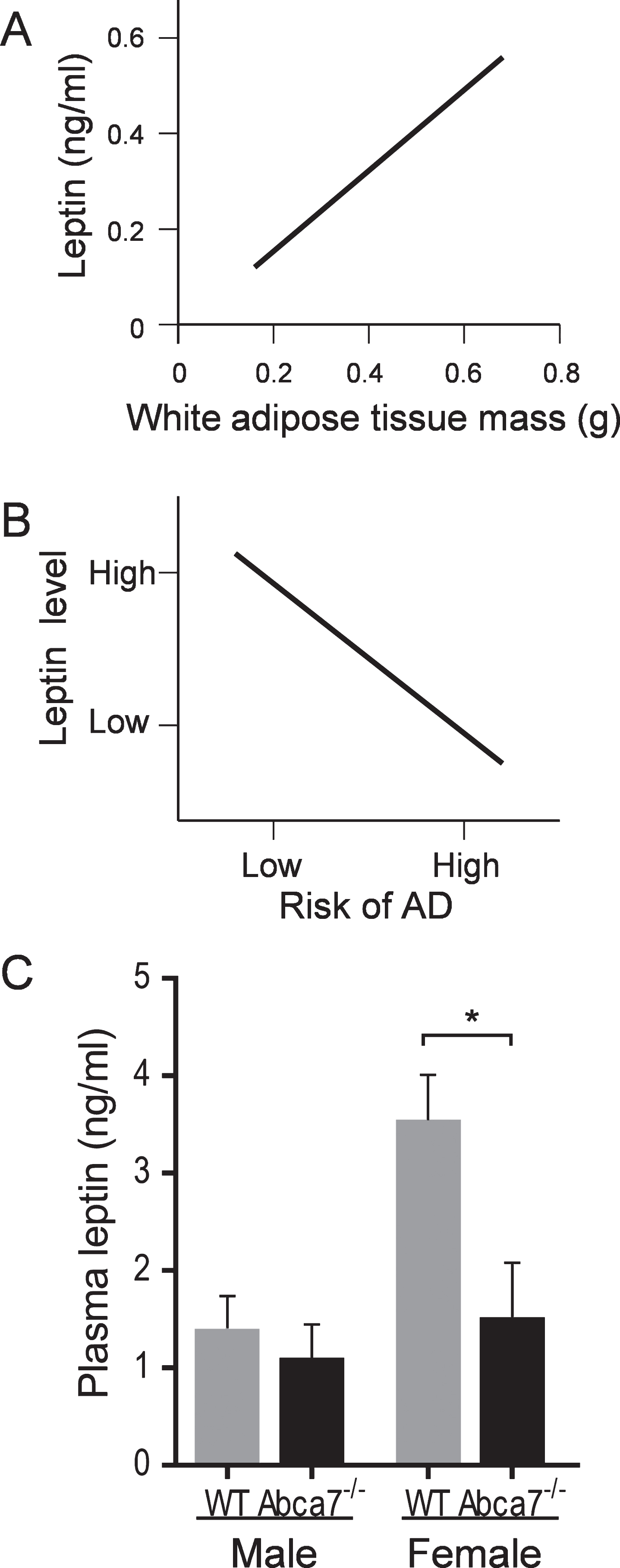 Deletion of ABCA7 reduces the circulating leptin level in female Abca7–/– mice. A) A theoretical plot depicts the linear relationship between circulating leptin level and WAT mass. B) A theoretical plot depicts the inverse relationship between circulating leptin level and AD risk, i.e., the higher the leptin level the lower the AD risk. C) Plasma leptin levels were significantly reduced in female Abca7–/– mice as measured by ELISA. Data represent mean (n = 6) and SE as error bars,  *p < 0.05.