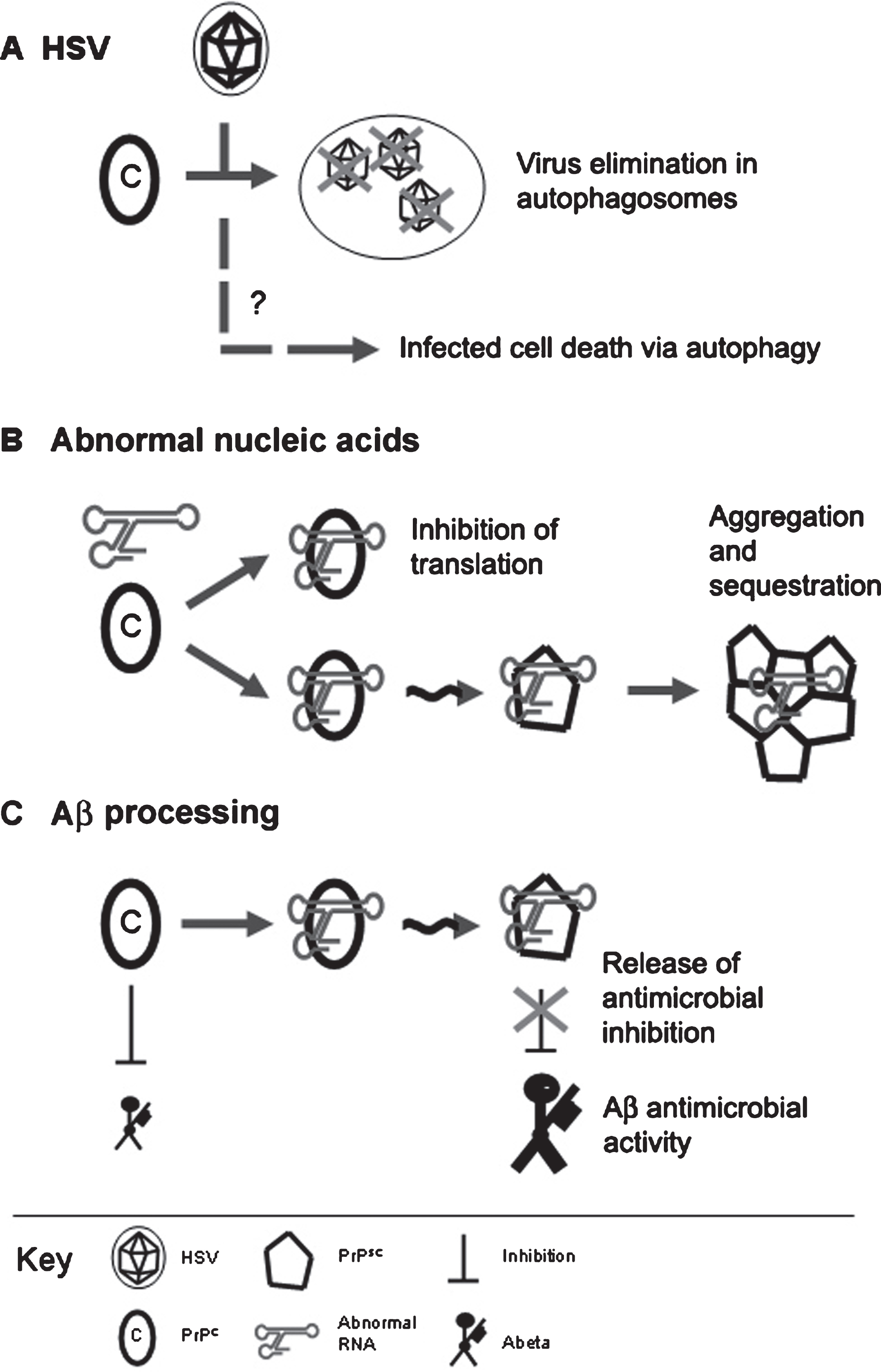 Antimicrobial Activities of PRNP. In addition to the listed categories, other mechanisms are likely to include the generation of reactive oxygen species, and binding to immunomodulatory molecules including APOE and formyl peptide receptors is likely to direct the recruitment of other actors in innate immunity. Direct binding to Aβ (not depicted) and potential interactions with other antimicrobial peptides that bind to Aβ (e.g., LL-37, α-synuclein) add a further dimension. Abbreviation: HSV, herpes simplex virus type 1.