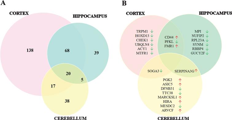 Overview of protein expression profiles in cortex, hippocampus and cerebellum of newborn 5XFAD mice. A) Number of overlapping and non-overlapping proteins in three brain regions. B) Top ten altered proteins in three brain regions listed by rank of fold change. Cut-off for FC>1.5 and p < 0.05 comparing 5XFAD with LM. (↑:upregulated, ↓: downregulated).