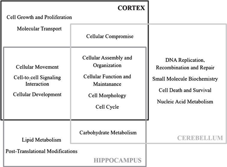 Molecular and cellular functions associated to significantly altered proteins in newborn 5XFAD cortex, hippocampus and cerebellum according to IPA.