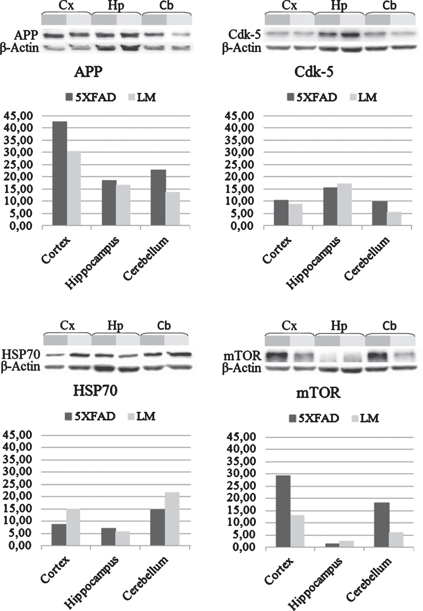Validations with western blot. Western blot analysis of cortex, hippocampus and cerebellum shows expression change of AβPP, Cdk-5, HSP70, and mTOR proteins in newborn 5XFAD mice compared to LM.