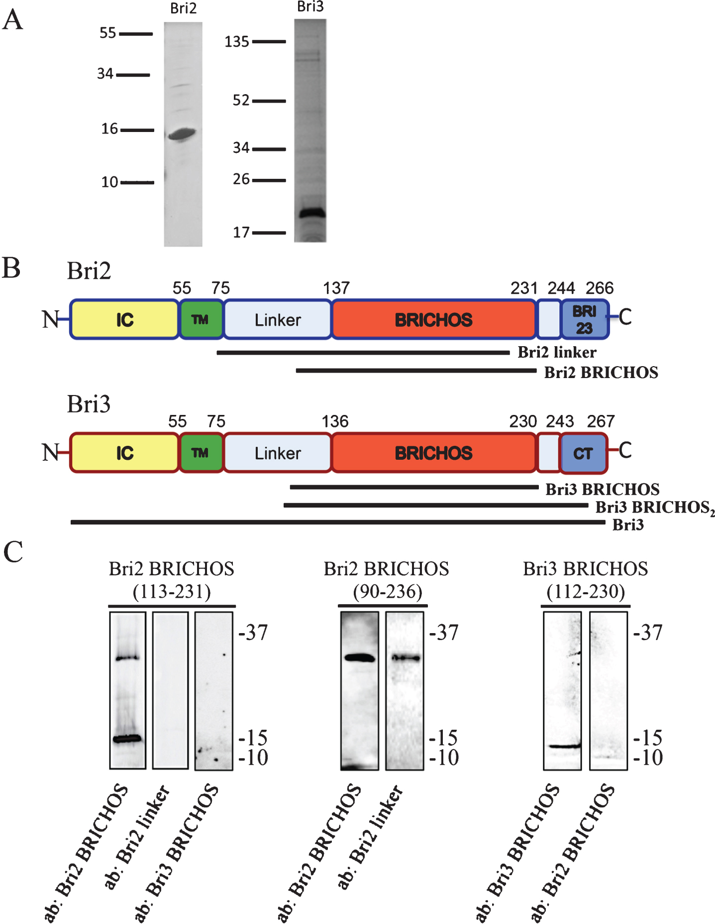 Bri2 and Bri3 architecture and antibody reactivity. A) SDS-PAGE and Coomassie staining of recombinant Bri2 BRICHOS (residues 113–231) (left) and Bri3 BRICHOS (residues 112–230) (right) domains. The lines to the left show migration of size markers with masses in kDa. B) Bri2 and Bri3 are characterized by a similar architecture: an intracellular domain (IC) (yellow), a transmembrane (TM) region (green), a linker region (light blue), the BRICHOS domain (red) and a C-terminal segment (Bri23 or CT, blue). The sequence positions of the different domains in Bri2 and Bri3, respectively, are indicated. Antibodies, used in this study, were raised against the indicated segments of Bri2 and Bri3. C) Western blots of recombinant Bri2 and Bri3 BRICHOS proteins (corresponding to residues 113–231 of Bri2, residues 90–236 of Bri2 and residues 112–230 of Bri3) using the anti-Bri2 linker; the anti-Bri2 BRICHOS; and the anti-Bri3 BRICHOS antibodies. The upper band for Bri2 BRICHOS (113-231) corresponds to a dimer. Size markers (kDa) are shown to the right of the blots.