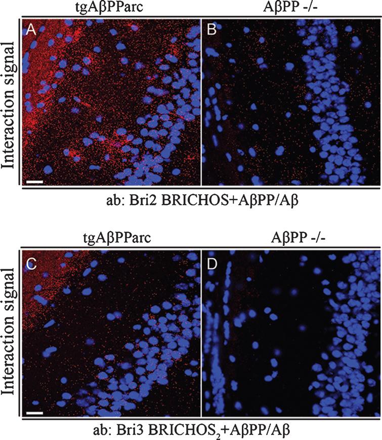Bri2 and Bri3 interactions with Aβ/AβPP in CA1 region of hippocampus from tgAβPParc and AβPP –/– mice. PLA (red dots) for protein-protein interactions with (A-B) anti-Bri2 BRICHOS and anti-AβPP/Aβ antibodies (6E10); and (C-D) anti-Bri3 BRICHOS2 and anti-AβPP/Aβ antibodies (6E10). Images are representative of two to three independent experiments. Staining of nuclei is performed with DAPI (blue). Scale bars 20 μm.