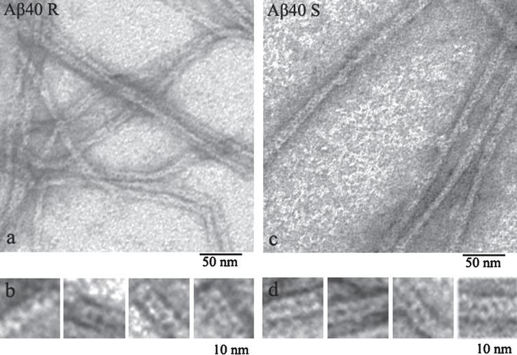EM images of fragments of single fibrils formed by recombinant (a) and synthetic preparations of Aβ40 peptides (c) (R and S, respectively). Fragments of fibrils (b-R) and (d-S) at larger magnification.