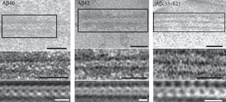 EM images of fragments of fibrils formed by Aβ40, Aβ42 peptides and Aβ33–42 peptide fragment. Initial image of a fragment of a single fibril (top), enlarged detailed region of the fragment with enhanced contrast (middle), the result of applied the Markham method to better reveal morphological peculiarities of amyloid fibrils (bottom). Black labels correspond to 25 nm and white ones to 10 nm.