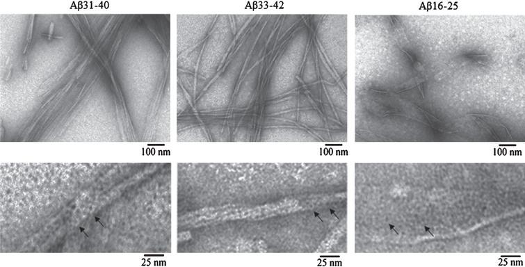 EM images of fibrils formed by Aβ42 peptide fragments. All experiments were performed at concentrations of the preparations 0.25–0.5 mg/ml in 5% DMSO, 50 mM Tris-HCl (pH 7.5) and incubation at 37°C for 24 h. The preparations were negatively stained with 1% aqueous solution of uranyl acetate. Bottom row: fragments of fields at large magnification. Arrows indicate ring-like oligomers with the outer diameter of about 6–7 nm and the inner diameter (hole) of about 2–3 nm.
