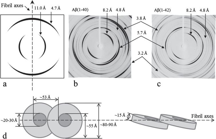 X-ray diffraction patterns of fibrils formed by synthetic (Sigma) Aβ peptide: (a) schematic presentation of cross-β structure; (b) Aβ40 peptide; (c) Aβ42 peptide; (d) schematic representation of the arrangement of ring-like oligomers (the short tubular cylinders) in a fibril with the parameters corresponding to the reflections according to the X-ray data [17, 18]. Preparations were obtained in 50 mM Tris-HCl, pH 7.5, 48 h incubation at 37°C, 5 mg/ml.